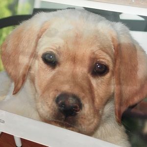 Meet your Posher, Jenny